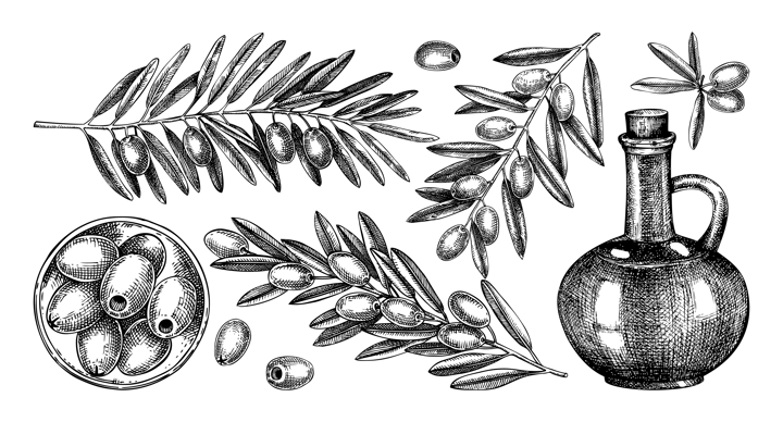 Olive tree branches collection. Fruit in a bowl, glass bottle, olives sketches. Hand-drawn vector illustration. Oil packaging design elements